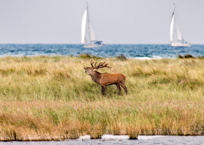 naturfotografie.de - Hirschbrunft