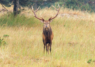 Hirschbrunft Darß naturfotografie.de