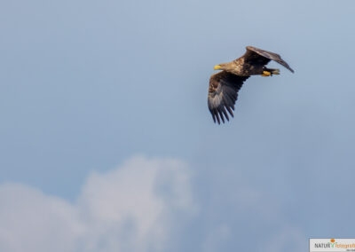 Hirschbrunft Darß naturfotografie.de